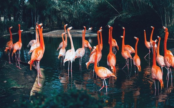 Animal Flamingo Birds Flamingos Water Nature Bird HD Wallpaper | Background Image