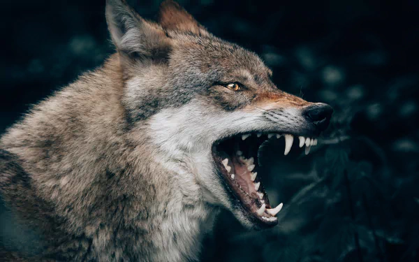 profile fangs muzzle Animal wolf HD Desktop Wallpaper | Background Image