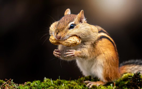 Chipmunk rodent clutching a peanut while perched on moss — vibrant animal 4K Ultra HD PC desktop wallpaper background.