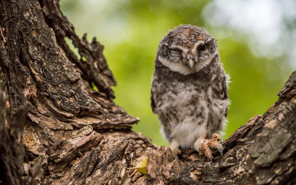 trunk bird Animal owl HD Desktop Wallpaper | Background Image