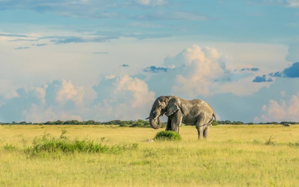Elephants in Africa HD Wallpaper | Background Image | 2048x1116