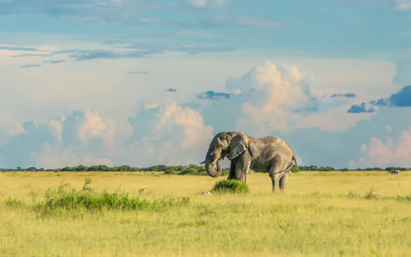 savanna Animal African bush elephant HD Desktop Wallpaper | Background Image