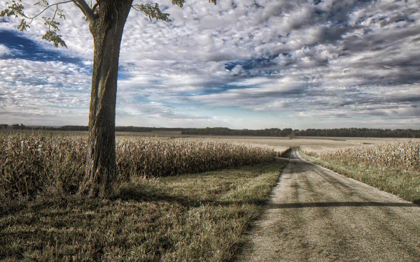 horizon tree cloud field road Illinois man made path HD Desktop Wallpaper | Background Image