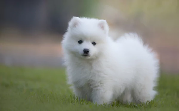 dog Animal spitz HD Desktop Wallpaper | Background Image