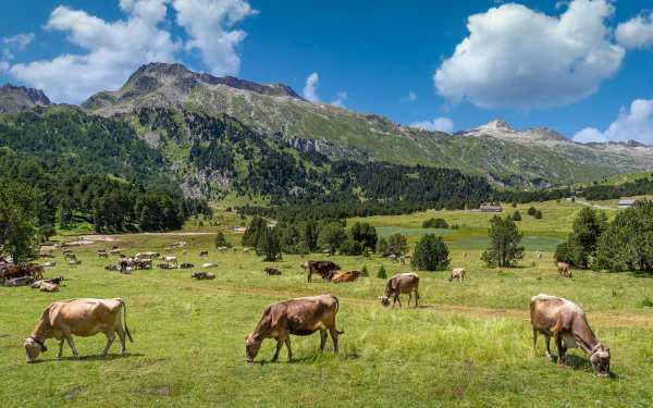herd pasture alps mountain Animal cow HD Desktop Wallpaper | Background Image