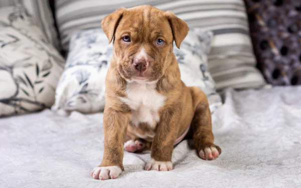 puppy dog Animal pit bull HD Desktop Wallpaper | Background Image