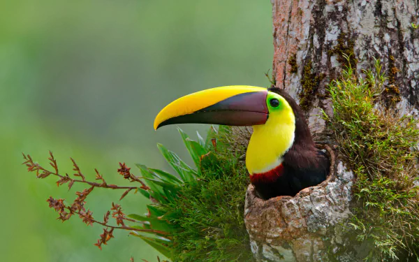 trunk beak bird Animal toucan HD Desktop Wallpaper | Background Image
