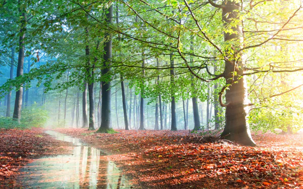 A serene fall forest with trees reflected in a calm puddle under soft morning fog, captured in stunning 4K Ultra HD for a peaceful nature desktop wallpaper.