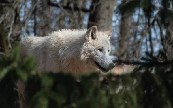 white wolf wolf Animal arctic wolf HD Desktop Wallpaper | Background Image