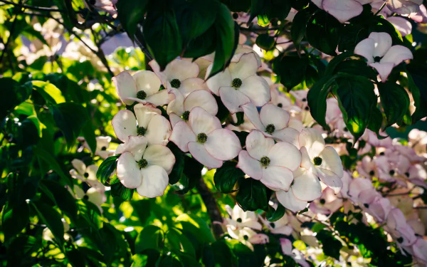 Dogwood bush close-up with pale pink and white blossoms and glossy green leaves, sunlit bokeh — 2K Quad HD PC desktop wallpaper/background.