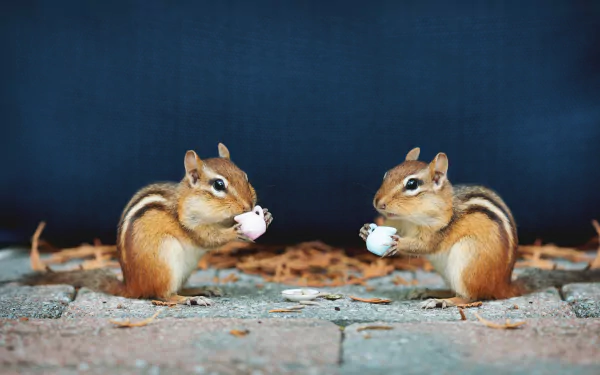 Animal chipmunk HD Desktop Wallpaper | Background Image