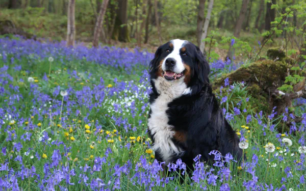 Bernese mountain dog sitting among bluebells in a wooded meadow — 2K Quad HD PC desktop wallpaper/background.