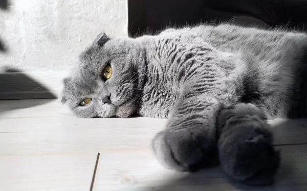 cat Animal Scottish Fold HD Desktop Wallpaper | Background Image