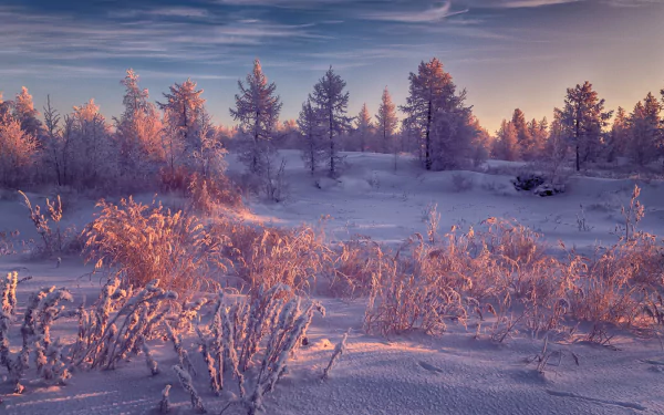 spruce snow nature winter HD Desktop Wallpaper | Background Image