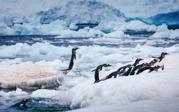 Animal Penguin Birds Penguins Winter Water Bird Ice HD Wallpaper | Background Image