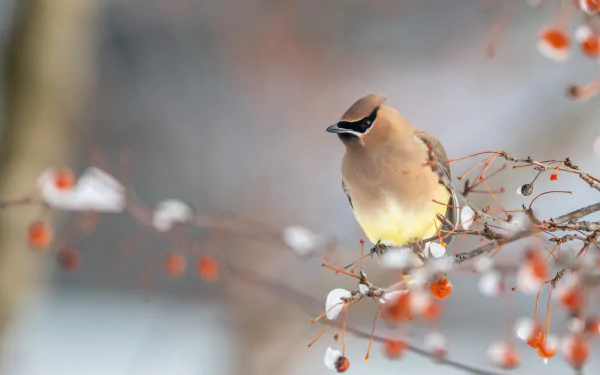 A waxwing bird perched on a berry-covered branch, captured in sharp detail for a 4K Ultra HD PC desktop wallpaper and background.