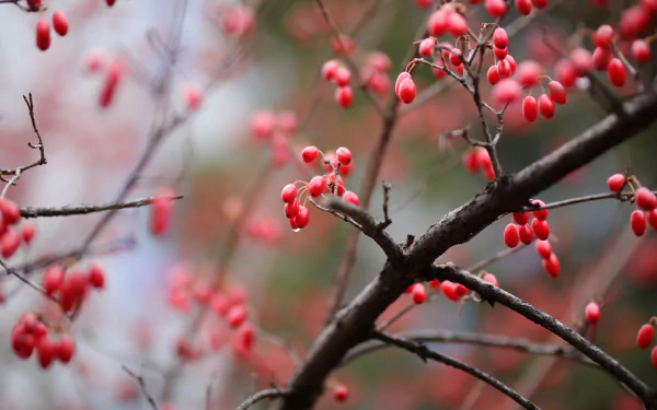 Close-up of vibrant red dogwood berries on branches with a soft blurred background, captured in stunning 4K Ultra HD as a nature desktop wallpaper.