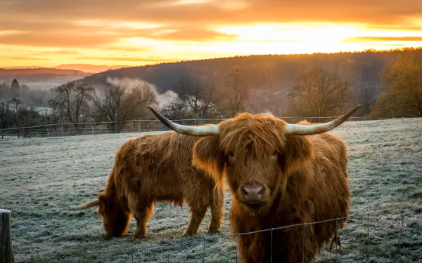 HD desktop wallpaper of a fenced pasture at sunrise with two Highland cows grazing in a misty field.