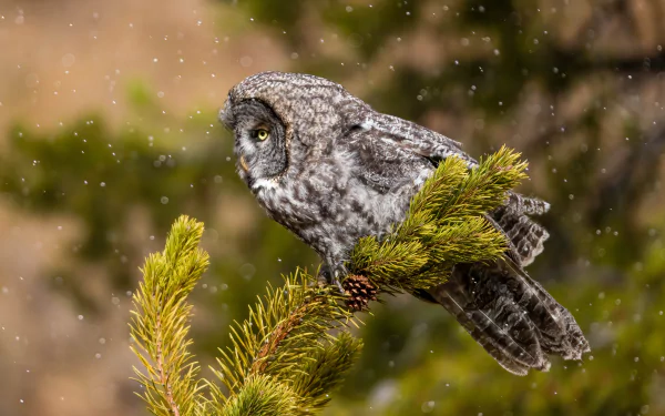 Tawny owl perched on a snow-dusted pine branch, detailed close-up bird shot — 2K Quad HD PC desktop wallpaper and background.