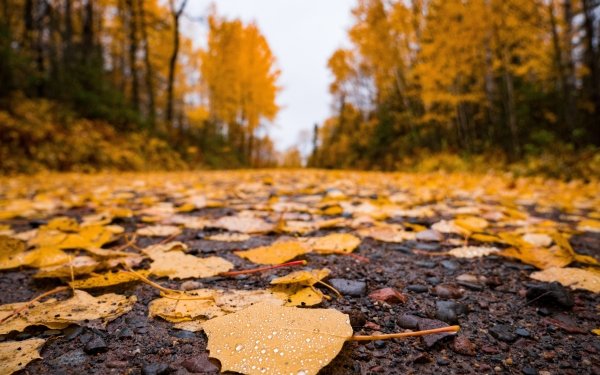 Earth Fall Leaf Nature HD Wallpaper | Background Image