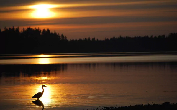 sunset bird Animal heron HD Desktop Wallpaper | Background Image