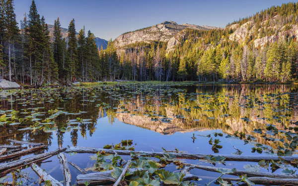 fir tree reflection mountain nature lake HD Desktop Wallpaper | Background Image