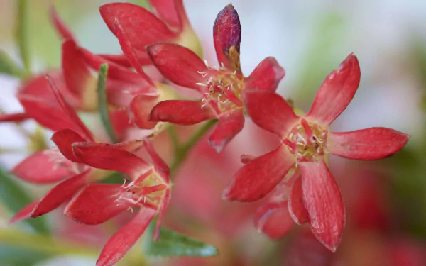 petal plant nature flower HD Desktop Wallpaper | Background Image