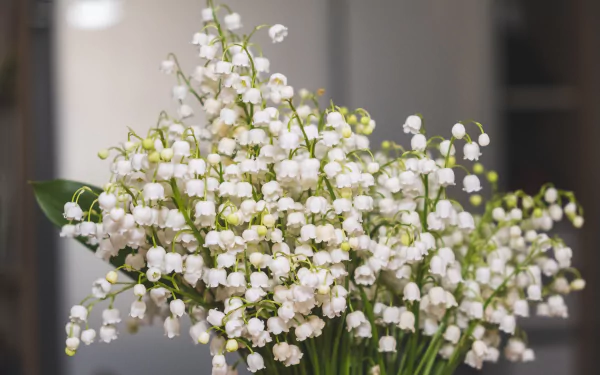 lily of the valley white flower bouquet man made flower HD Desktop Wallpaper | Background Image