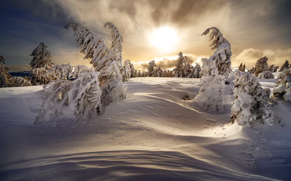 fir tree dawn nature snow winter HD Desktop Wallpaper | Background Image