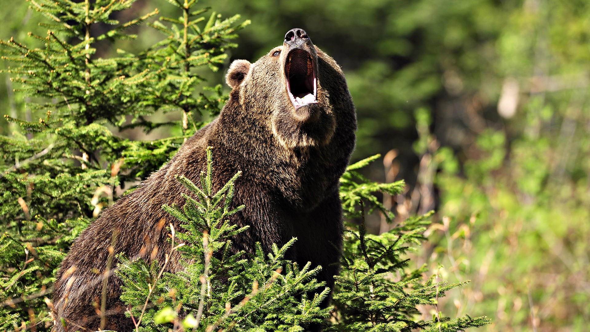 Desktop wallpaper: Animal bear