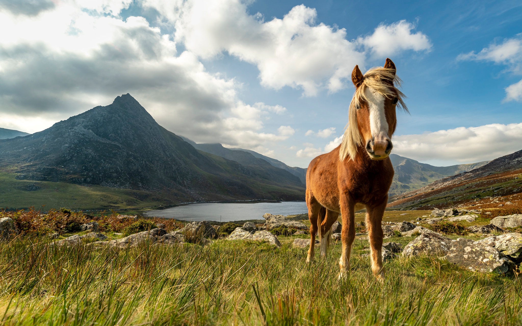 Horse HD Wallpaper | Background Image | 2048x1280 | ID ...