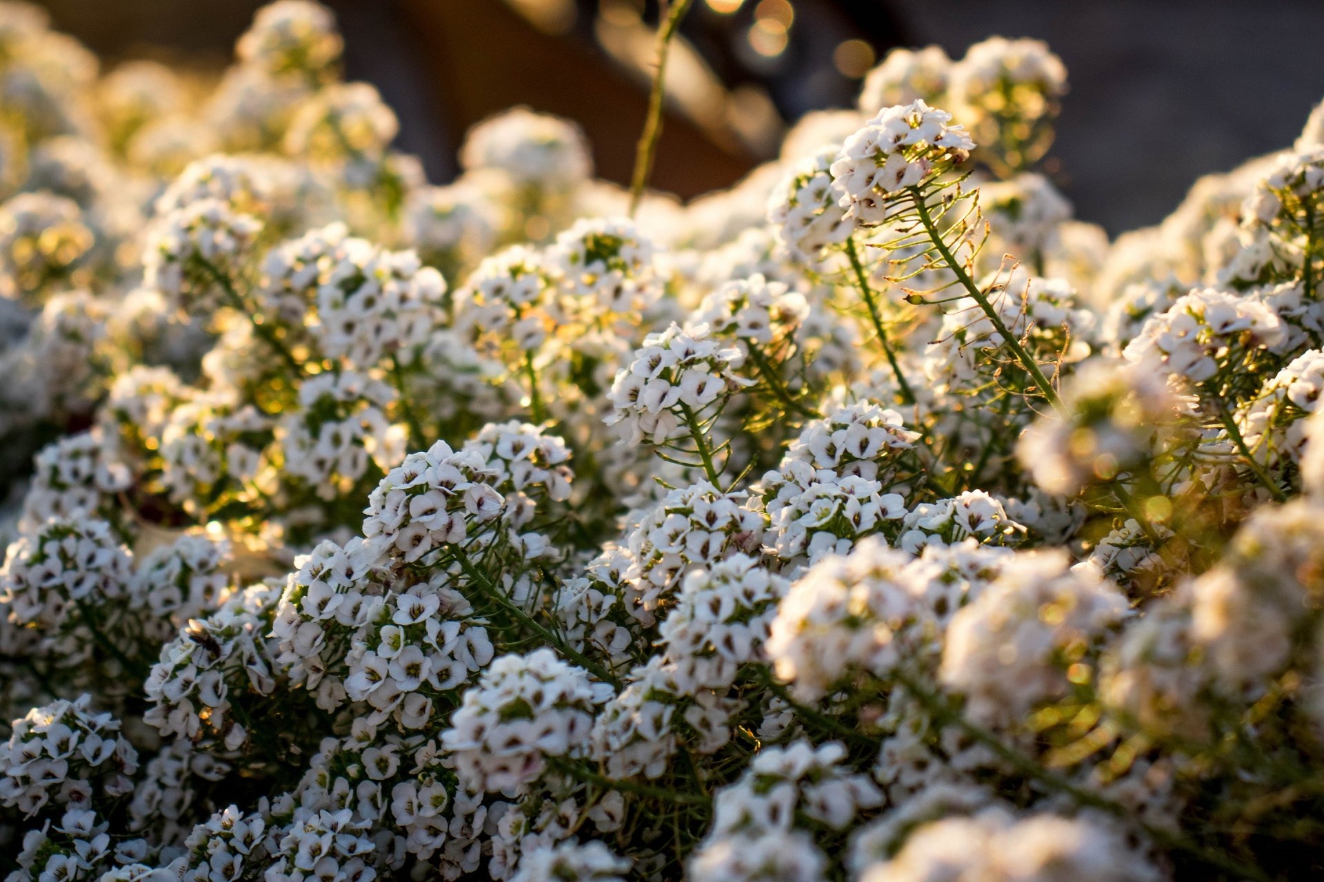 Download White Flower Nature Flower HD Wallpaper