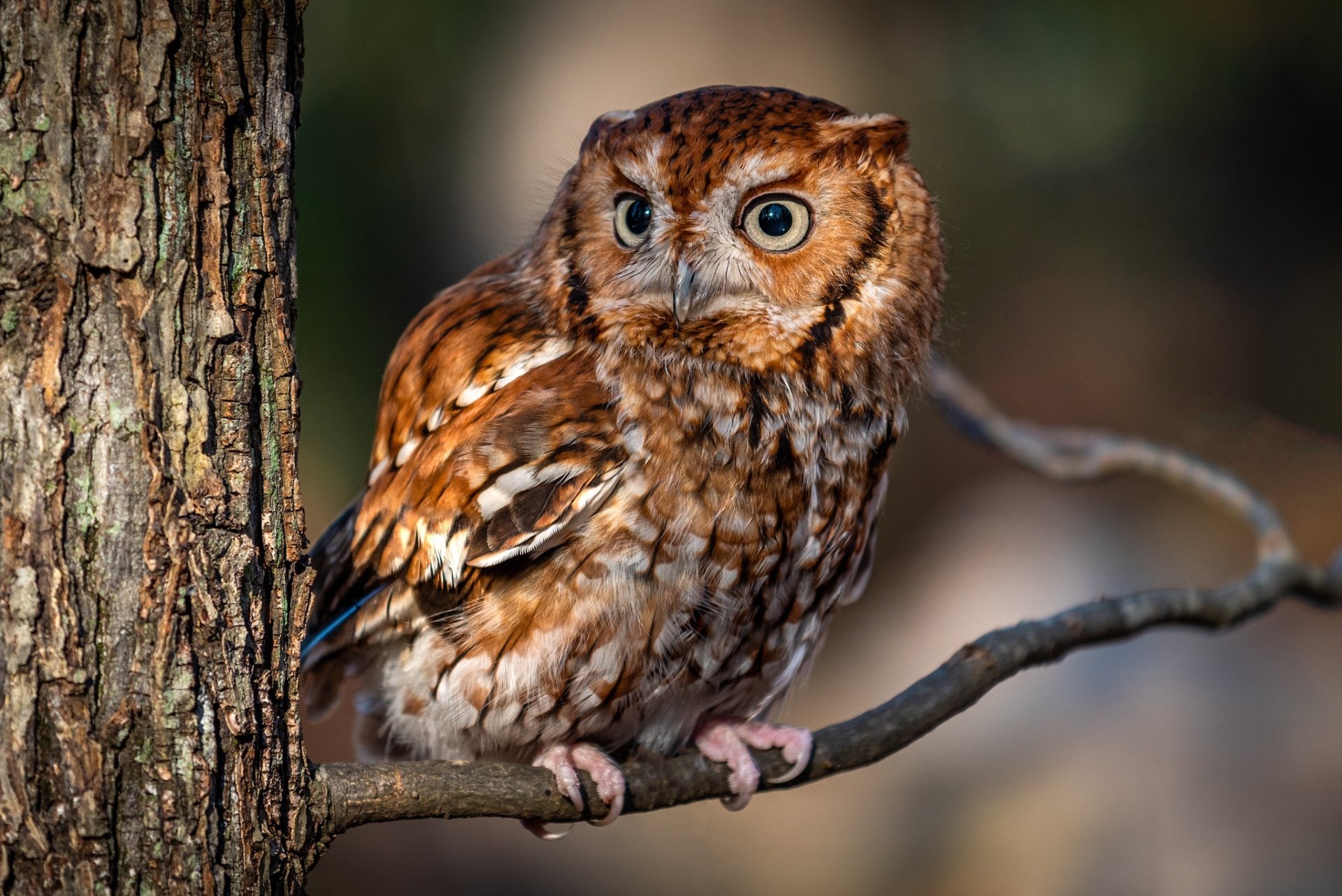 Owl HD Wallpaper