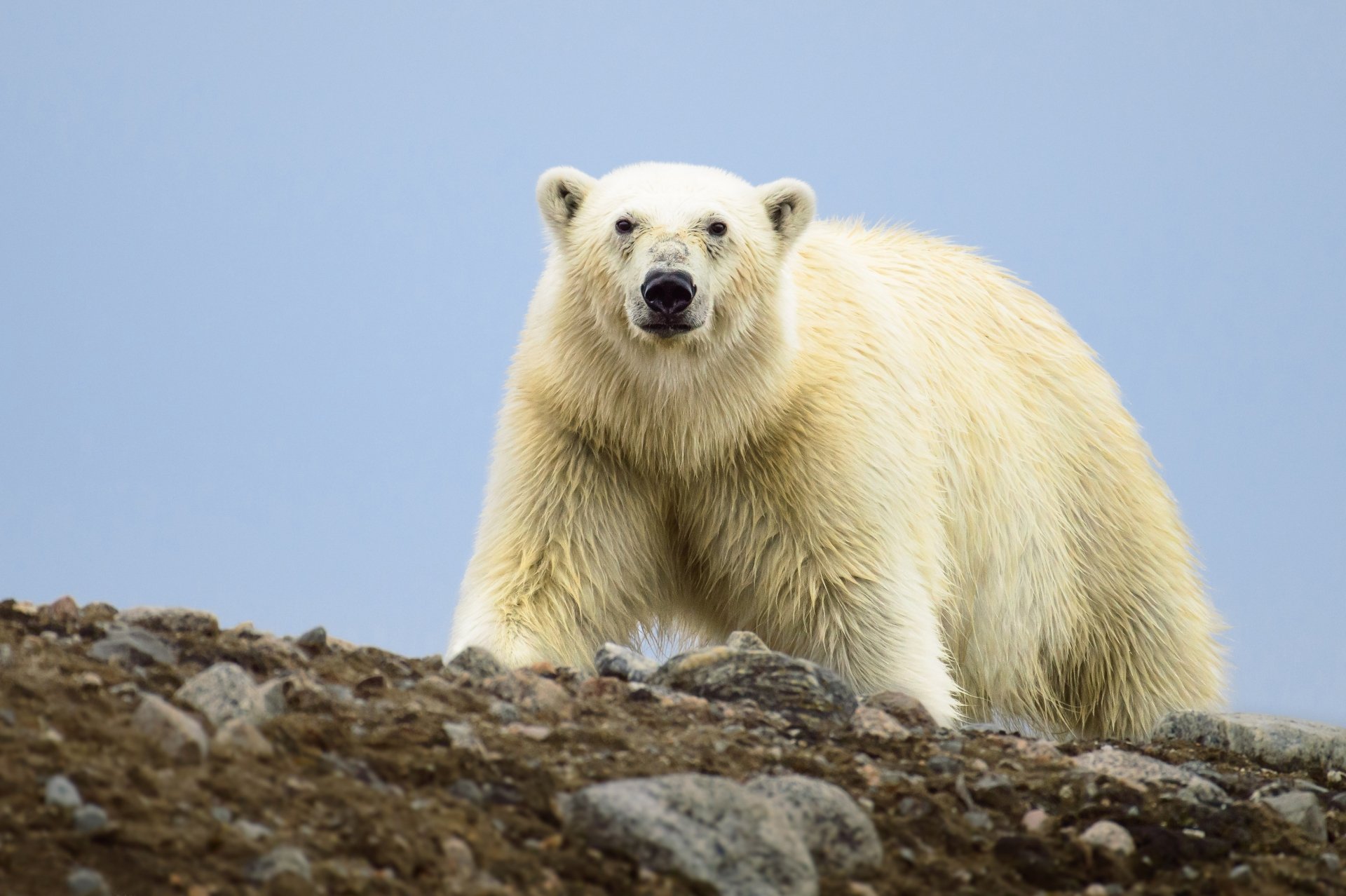 Download Animal Polar Bear 4k Ultra HD Wallpaper