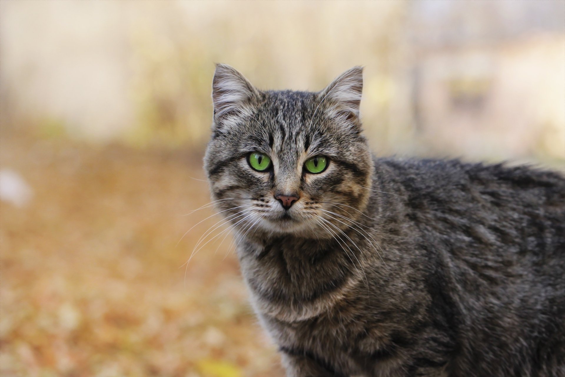 Close-up HD desktop wallpaper of a gray tabby cat with green eyes, featuring a soft depth of field background.