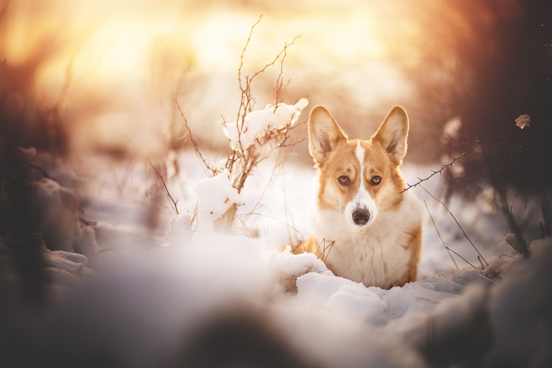 Animal Corgi HD Wallpaper