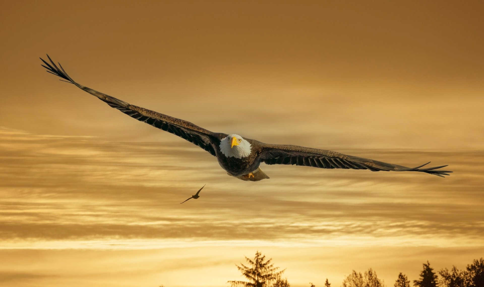 HD PC desktop wallpaper of a bald eagle (bird of prey) soaring over treetops at golden sunset — a dramatic bird/animal background.