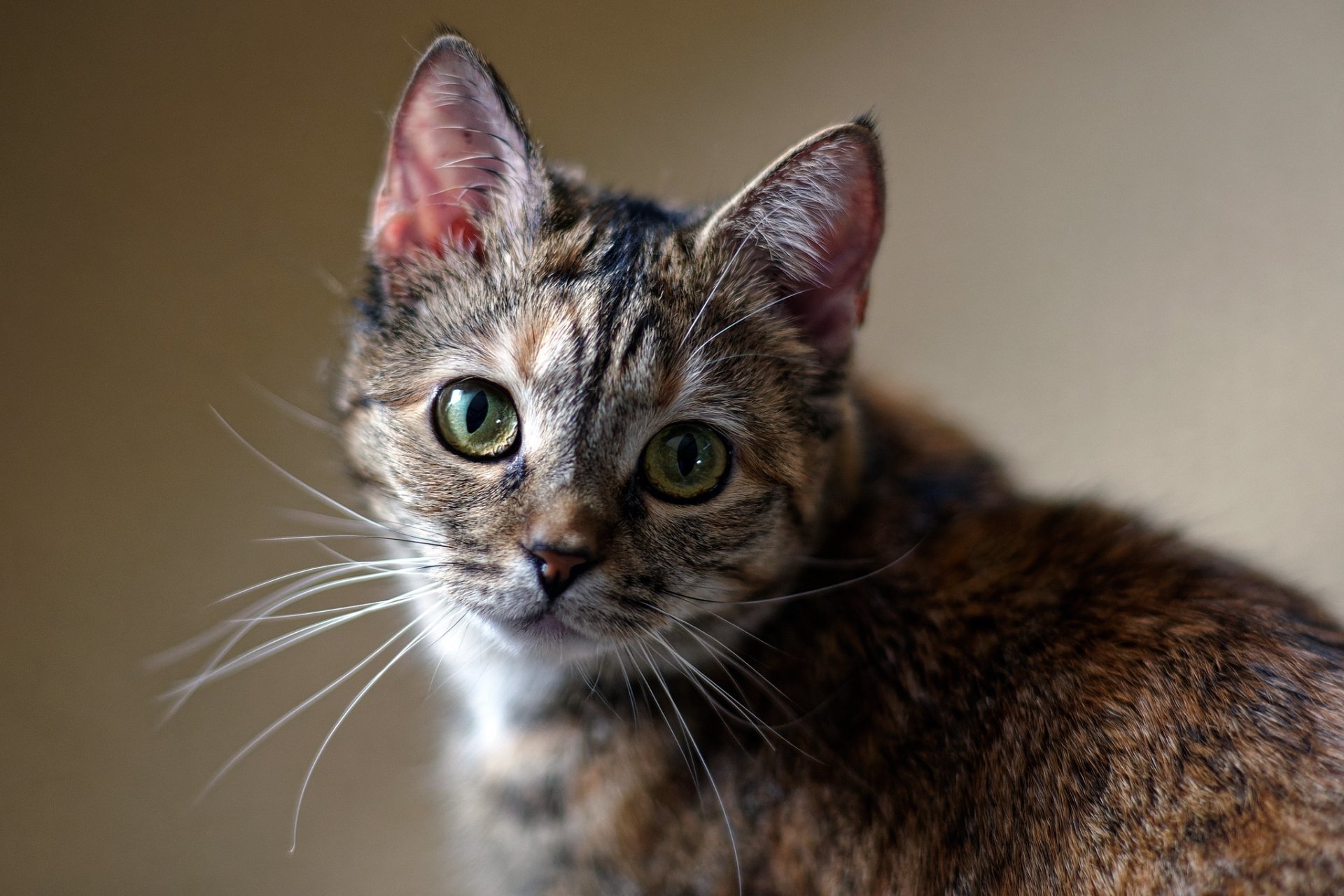 Download Stare Animal Cat HD Wallpaper