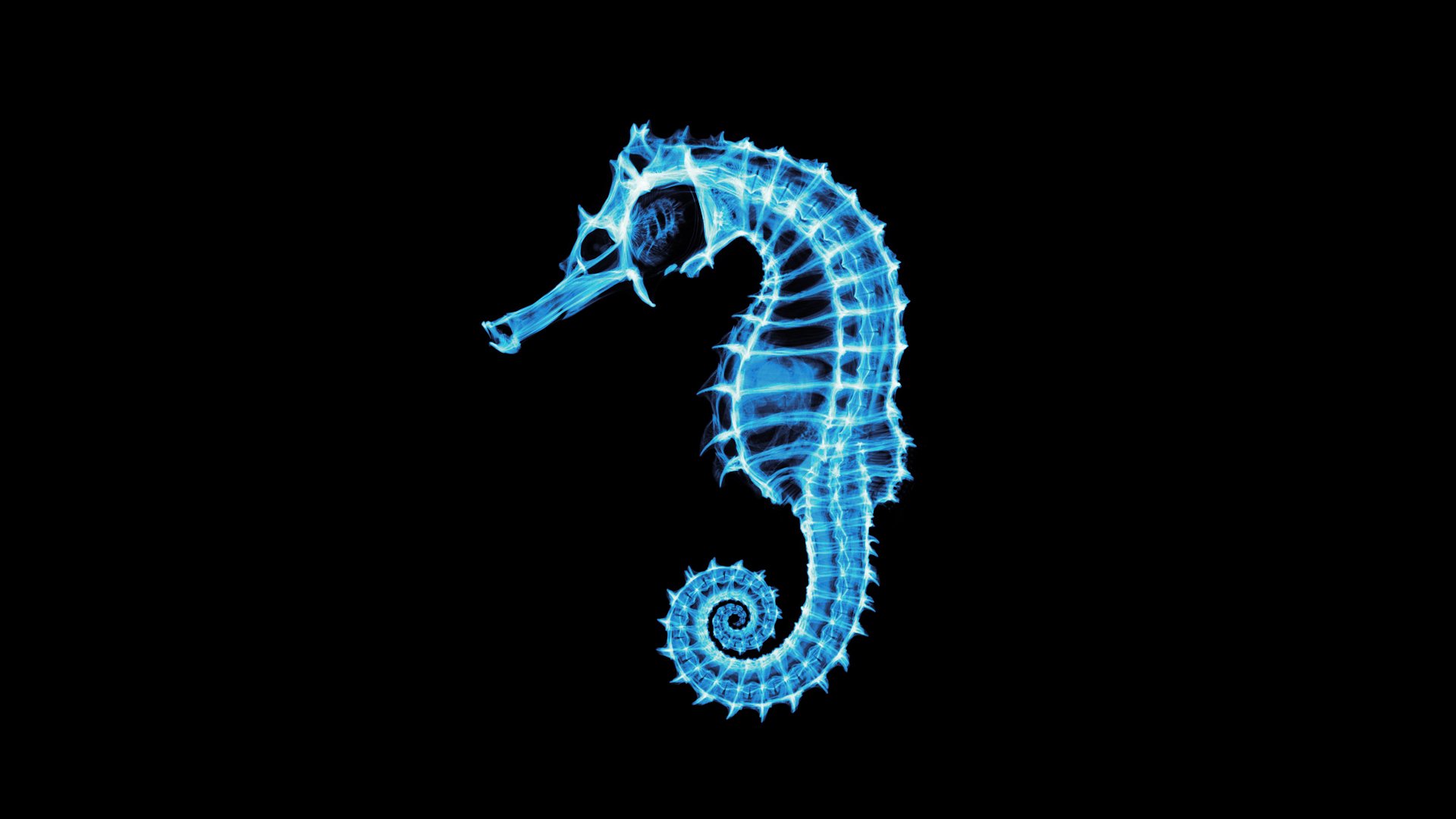 Download Animal Seahorse HD Wallpaper
