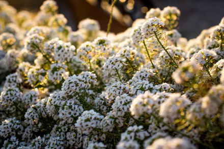white flower nature flower HD Desktop Wallpaper | Background Image
