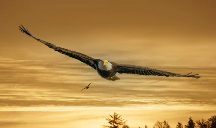 HD PC desktop wallpaper of a bald eagle (bird of prey) soaring over treetops at golden sunset — a dramatic bird/animal background.