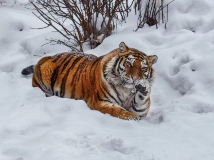 HD desktop wallpaper of a tiger lying in the snow, resting with one paw raised amid snow-covered ground and sparse vegetation.