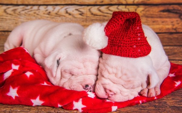Animal Pit Bull Dogs Dog Puppy Sleeping Santa Hat HD Wallpaper | Background Image