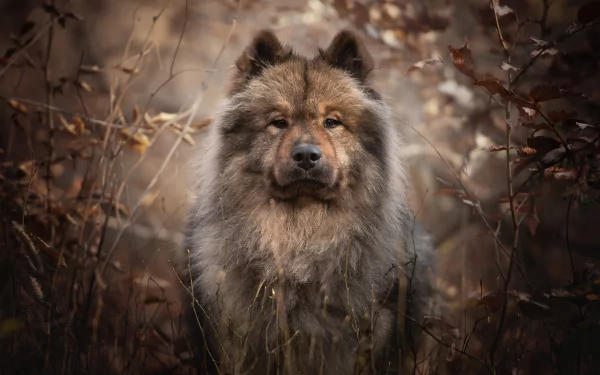 dog Animal eurasier HD Desktop Wallpaper | Background Image