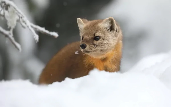 Curious marten pausing in deep snow beneath frost-tipped branches — a crisp winter animals scene rendered as a 2K Quad HD PC desktop wallpaper background.
