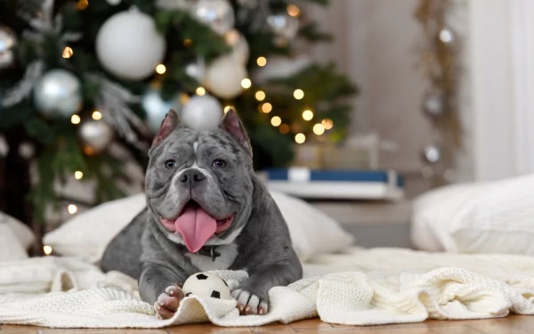 dog Animal pit bull HD Desktop Wallpaper | Background Image