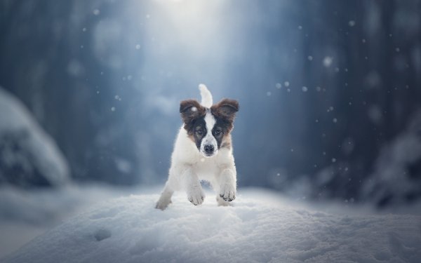 Animal Puppy Dogs Winter Snow Dog Baby Animal HD Wallpaper | Background Image