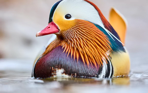 duck bird Animal mandarin duck HD Desktop Wallpaper | Background Image