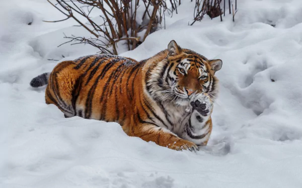 HD desktop wallpaper of a tiger lying in the snow, resting with one paw raised amid snow-covered ground and sparse vegetation.