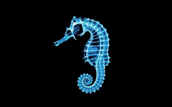 Animal seahorse HD Desktop Wallpaper | Background Image